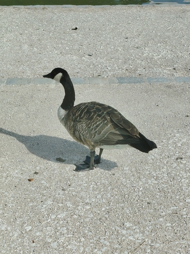 Canada Goose