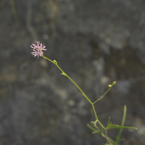 Palafoxia callosa, photograph 4