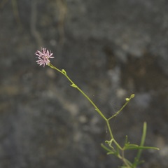 Palafoxia callosa, photograph (c) Michelle W. （鍾偉瑋）, some rights reserved (CC BY)