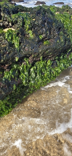 Ulva lactuca observed 2026-08-25