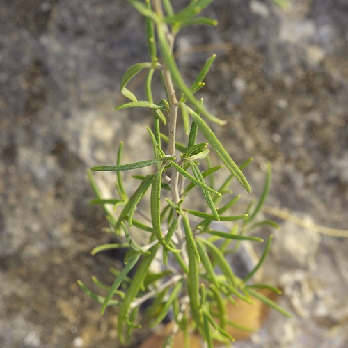 Palafoxia callosa, photograph 5
