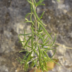 Palafoxia callosa, photograph (c) Michelle W. （鍾偉瑋）, some rights reserved (CC BY)