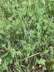 Myosotis stricta