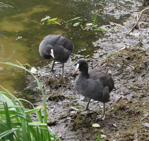 Eurasian Coot