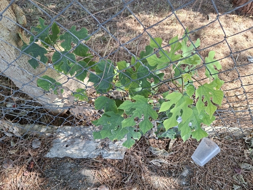 Paper mulberry