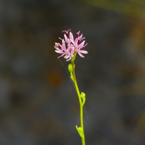 Palafoxia callosa, photograph 6