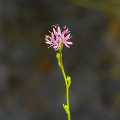 Palafoxia callosa, photograph (c) Michelle W. （鍾偉瑋）, some rights reserved (CC BY)