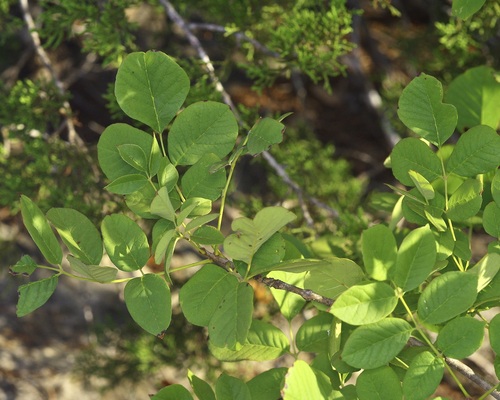 Fraxinus albicans