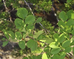 Fraxinus albicans