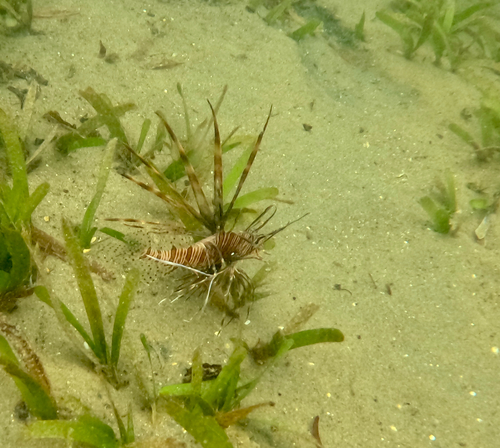 Indian Lionfish