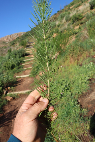 Hakea gibbosa, photograph 3