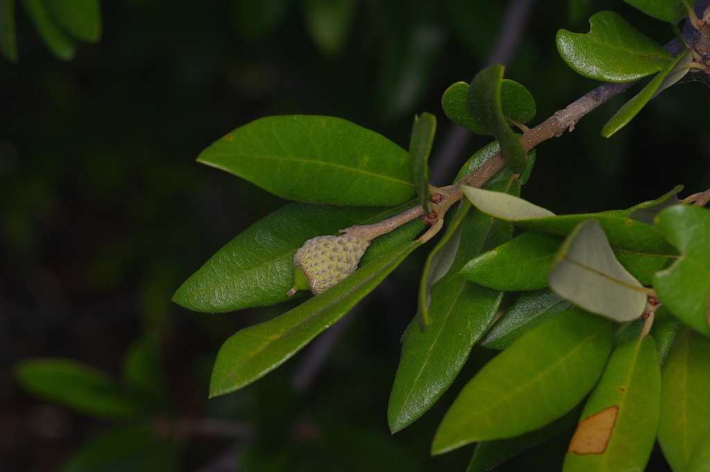 Quercus fusiformis; photograph (c) Michelle W. (鍾偉瑋), some rights reserved (CC BY)
