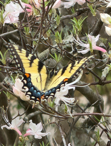 Eastern Tiger Swallowtail