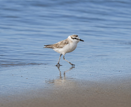 iNaturalist image
