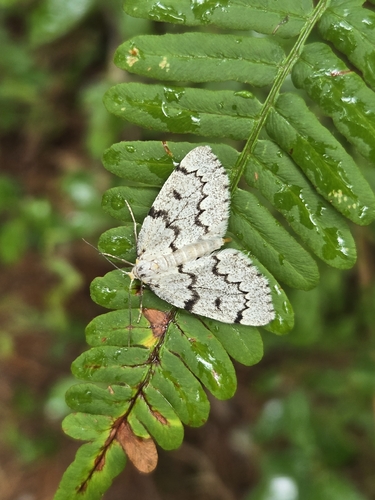 False Hemlock Looper Moth