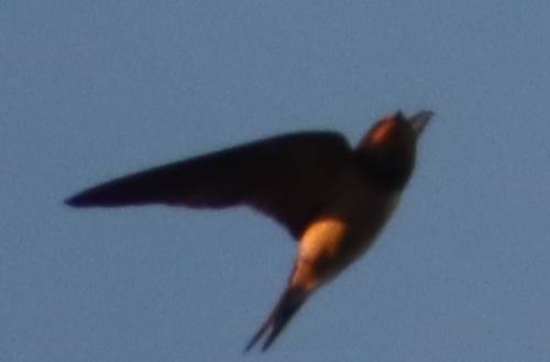 Barn Swallow