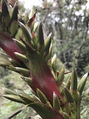 Tillandsia pastensis