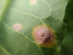 Puccinia phragmitis