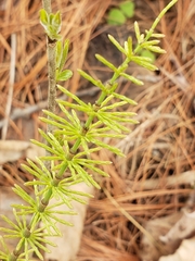 Equisetum pratense
