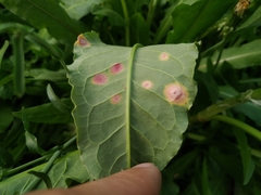Puccinia phragmitis