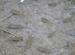 Cyprinodon nevadensis