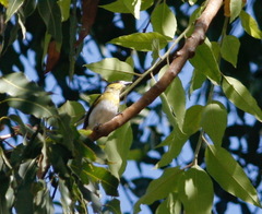 Pachyramphus viridis