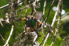 Tangara chrysotis