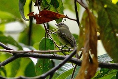 Zimmerius viridiflavus