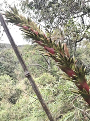 Tillandsia pastensis