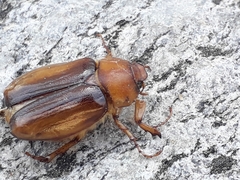 Rhizotrogus aestivus