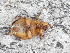 Rhizotrogus aestivus