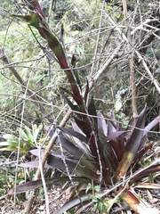 Tillandsia pastensis