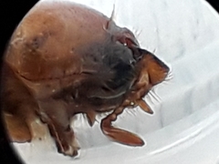 Rhizotrogus aestivus