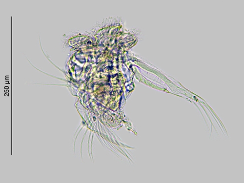 Hexarthra mira