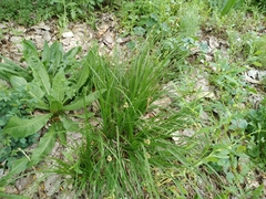 Carex