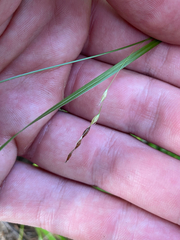 Carex debilis, photograph (c) Quinten Wiegersma, some rights reserved (CC BY)