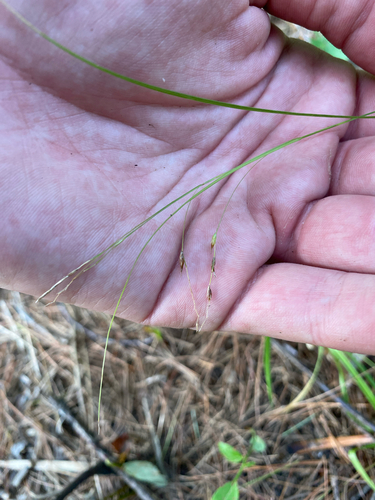 Carex debilis, photograph 3