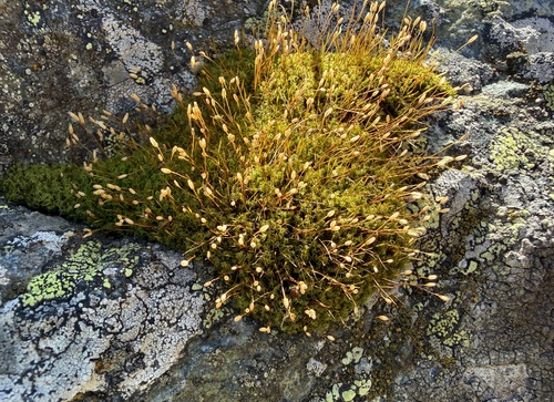Hymenoloma crispulum observed 2026-08-24