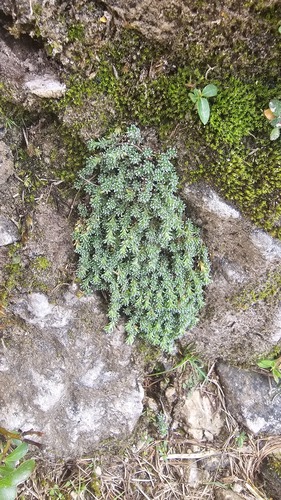 Saxifraga squarrosa, photograph 5