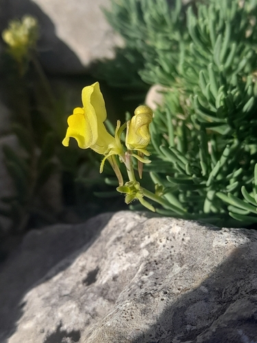 Linaria supina, photograph 2