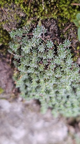 Saxifraga squarrosa, photograph 6