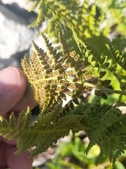 Dryopteris villarii, photograph (c) Flavien Saboureau, some rights reserved (CC BY)