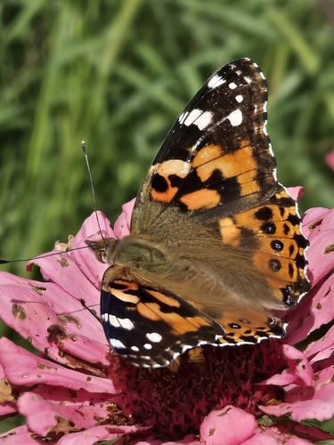 Painted Lady