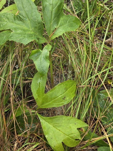 three-leaved rattlesnake root