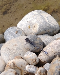 Argia