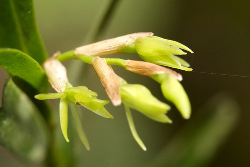 Epidendrum ramosum, photograph 2
