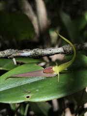 Pleurothallis microcardia