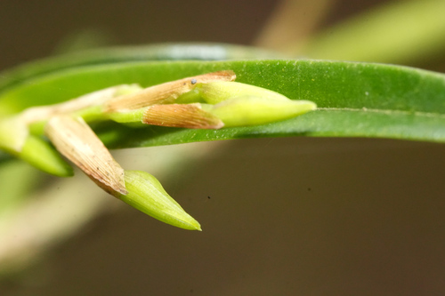 Epidendrum ramosum, photograph 5