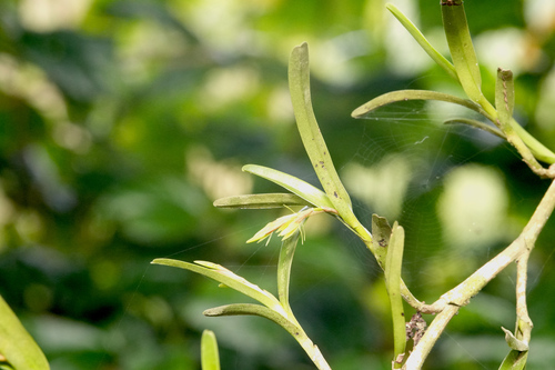 Epidendrum ramosum, photograph 4