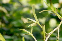Epidendrum ramosum, photograph (c) fede2cr, some rights reserved (CC BY)